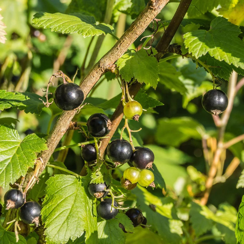 Cassissier à gros fruits Andega