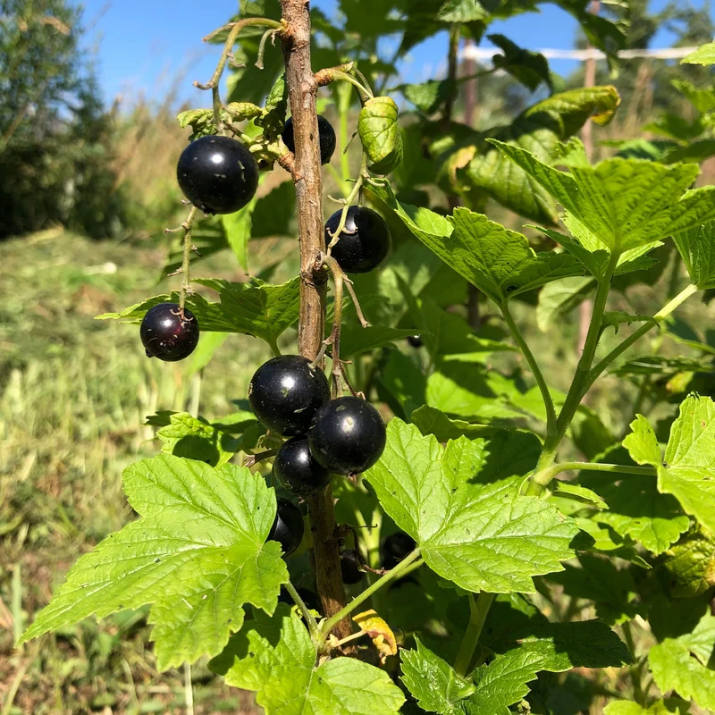 Cassissier à gros fruits Andega