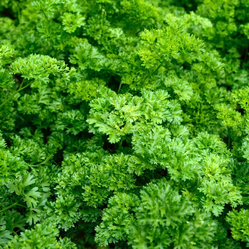 Persil frisé Vert foncé Bio