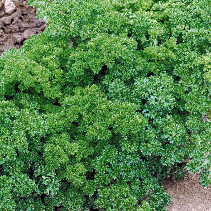 Persil frisé Vert foncé Bio