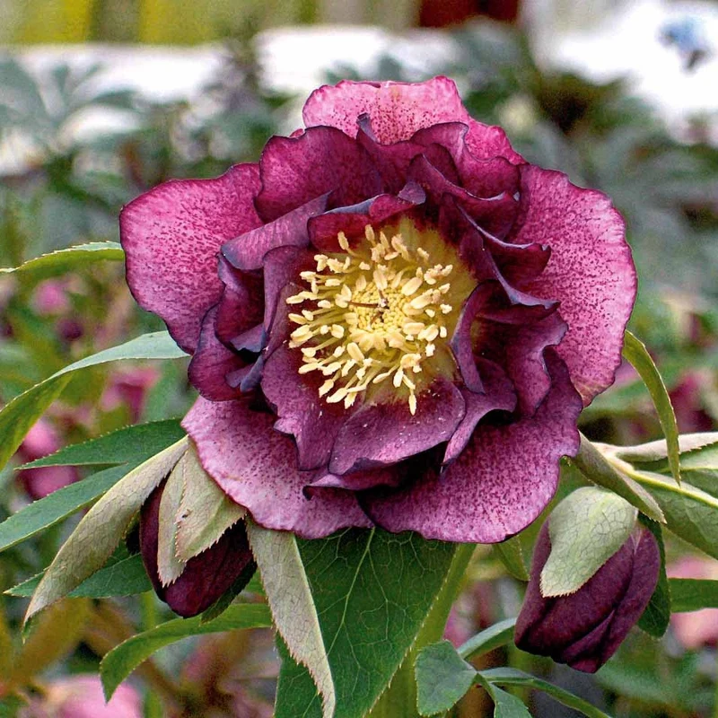 2 Roses de Noël doubles violette