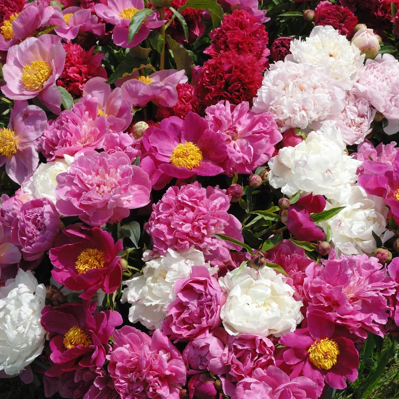 3 Pivoines parfumées rouge, rose, blanche en mélange