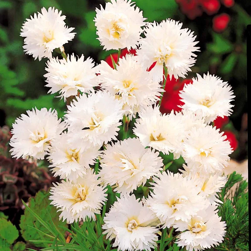 2 Œillets Grenadin White