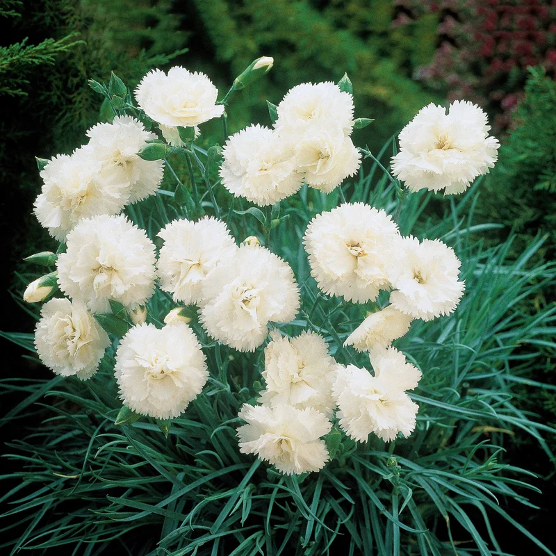 2 Œillets Grenadin White