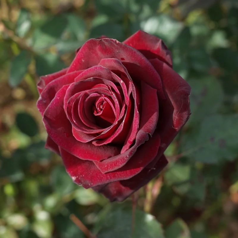 Rosier buisson Black Baccara ® Meidebenne