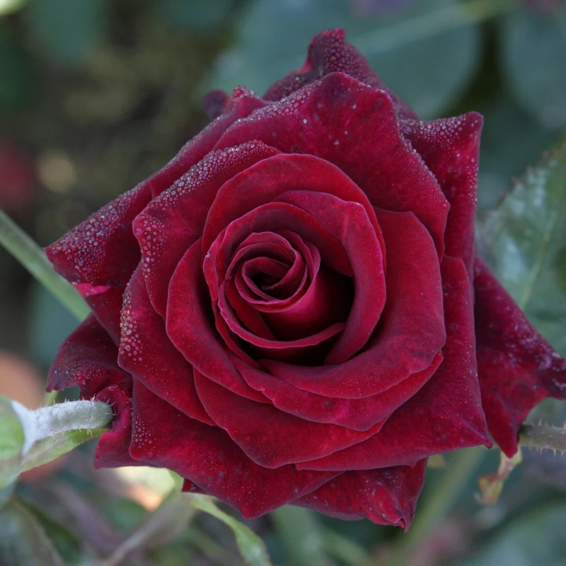 Rosier buisson Black Baccara ® Meidebenne