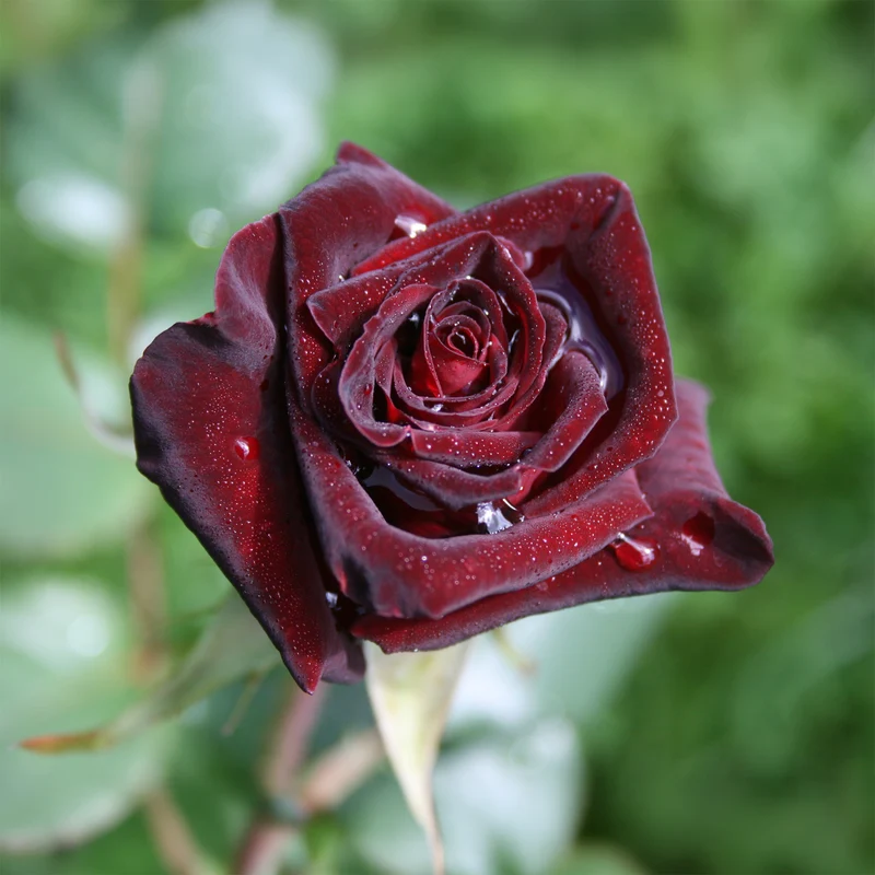 Rosier buisson Black Baccara ® Meidebenne