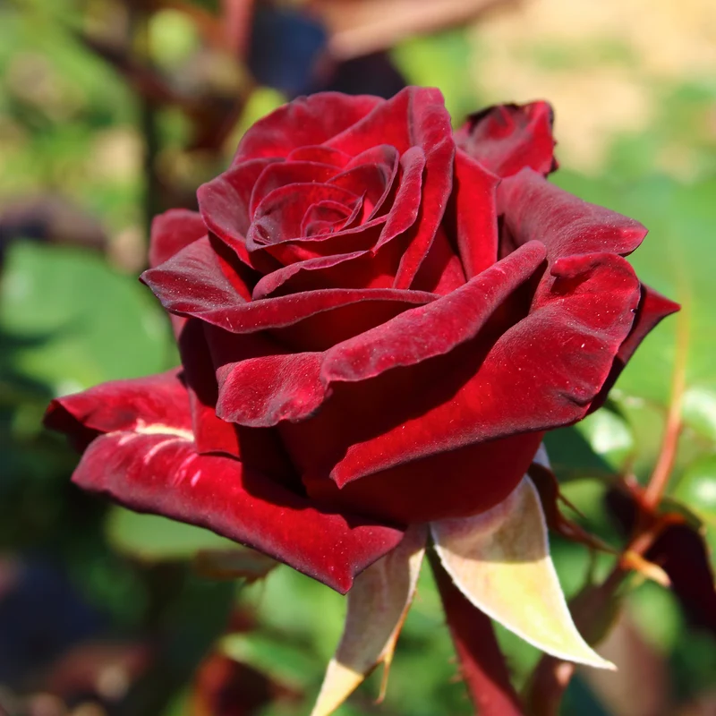 Rosier buisson Black Baccara ® Meidebenne