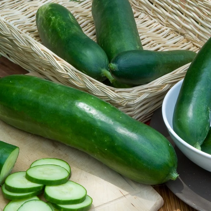 Concombre Vert long maraîcher