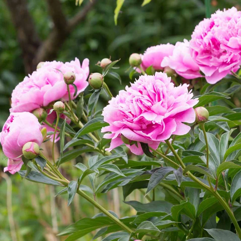 Pivoine rose
