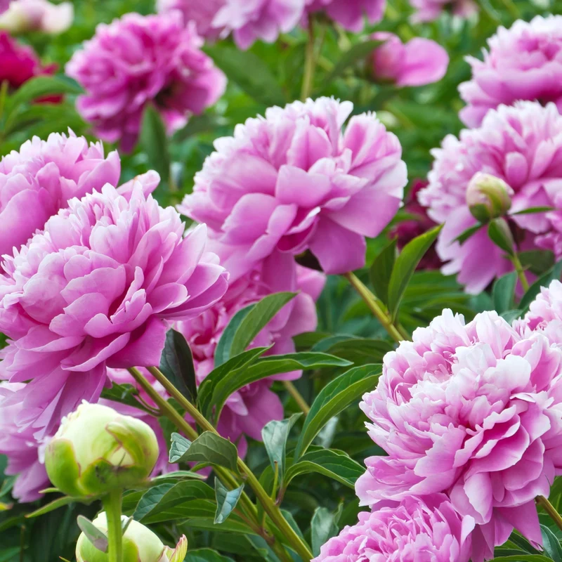 Pivoine rose