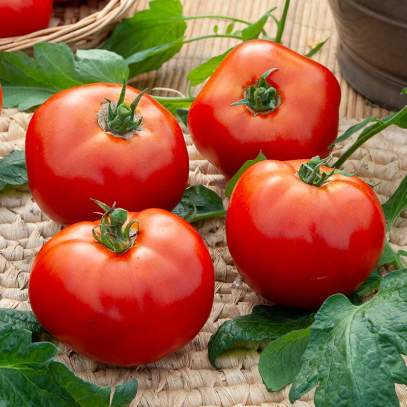 Tomate Merveille des marchés