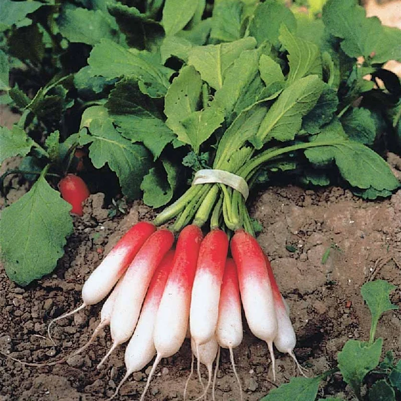 Radis Flambo demi-long