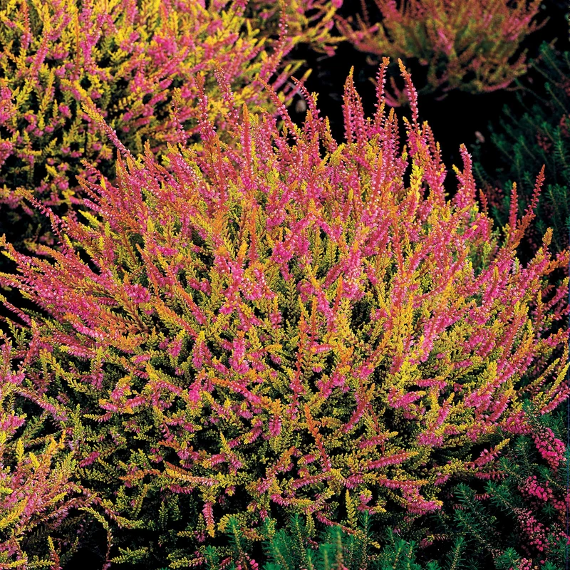 3 Bruyères d'été rose à feuilles jaunes
