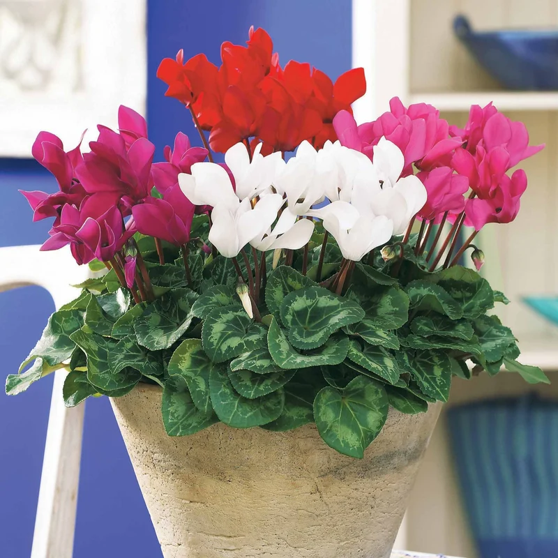 3 Mini-cyclamens Super série