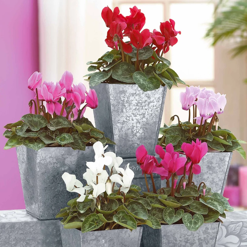 3 Mini-cyclamens Super série