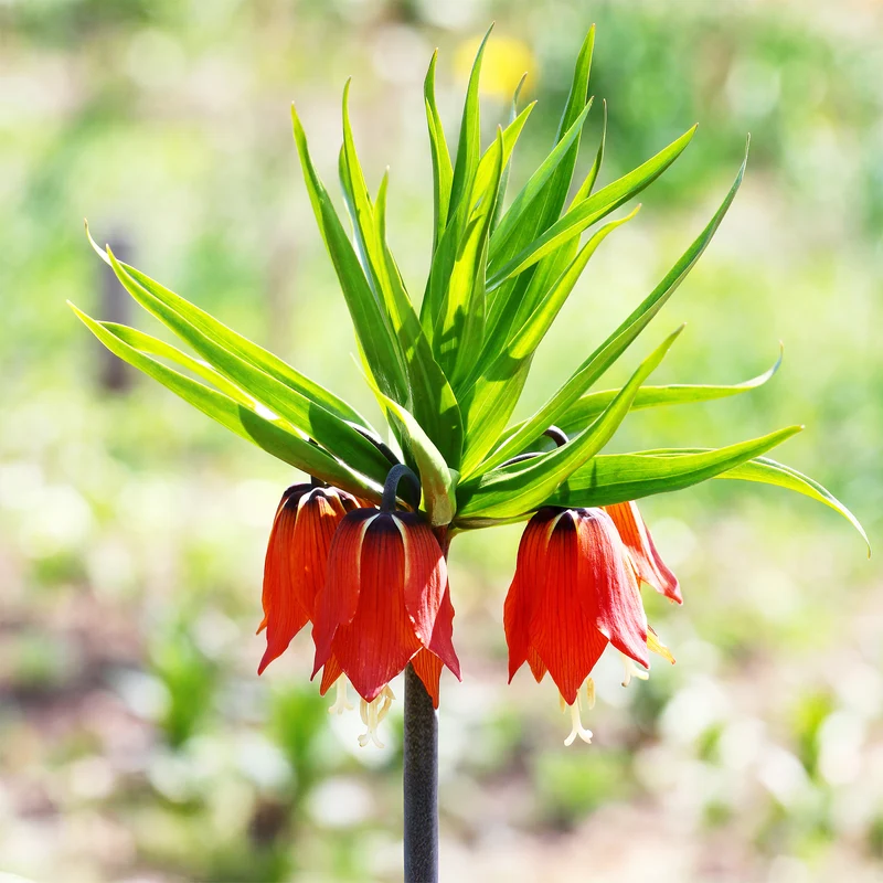 Couronne impériale rouge