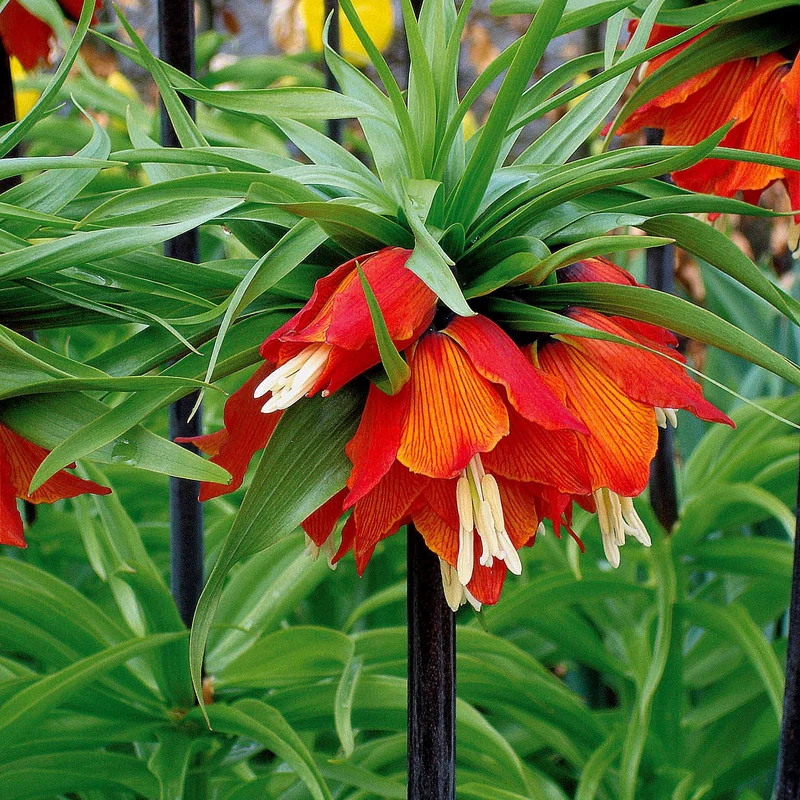 Couronne impériale rouge