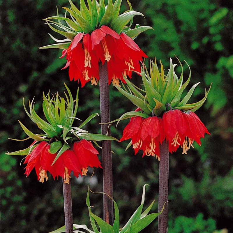 Couronne impériale rouge