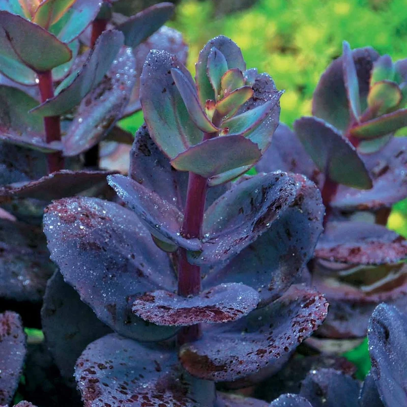 Sedum Perle bleue