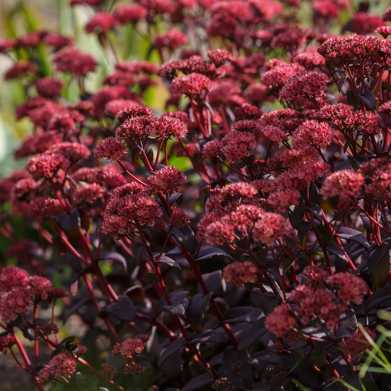 Sedum Perle bleue