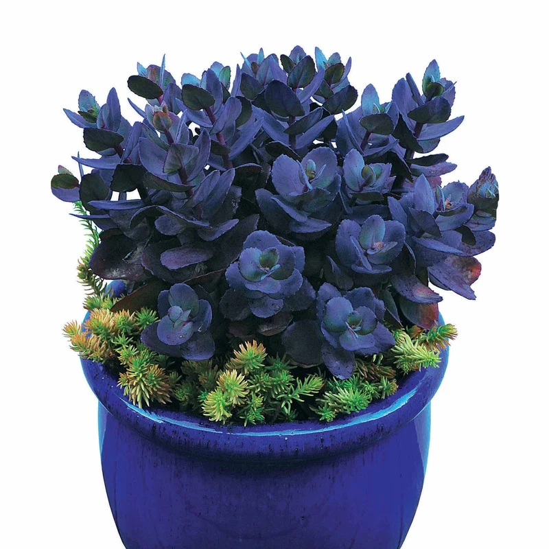 Sedum Perle bleue