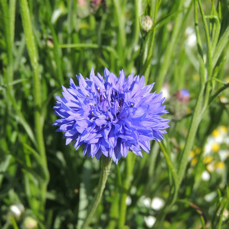 Bleuet champêtre Blue Boy