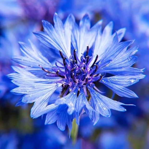 Bleuet champêtre Blue Boy