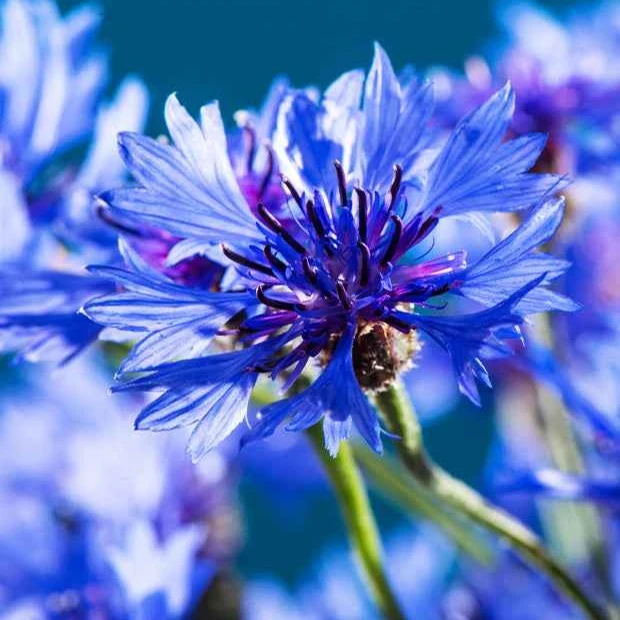 Bleuet champêtre Blue Boy