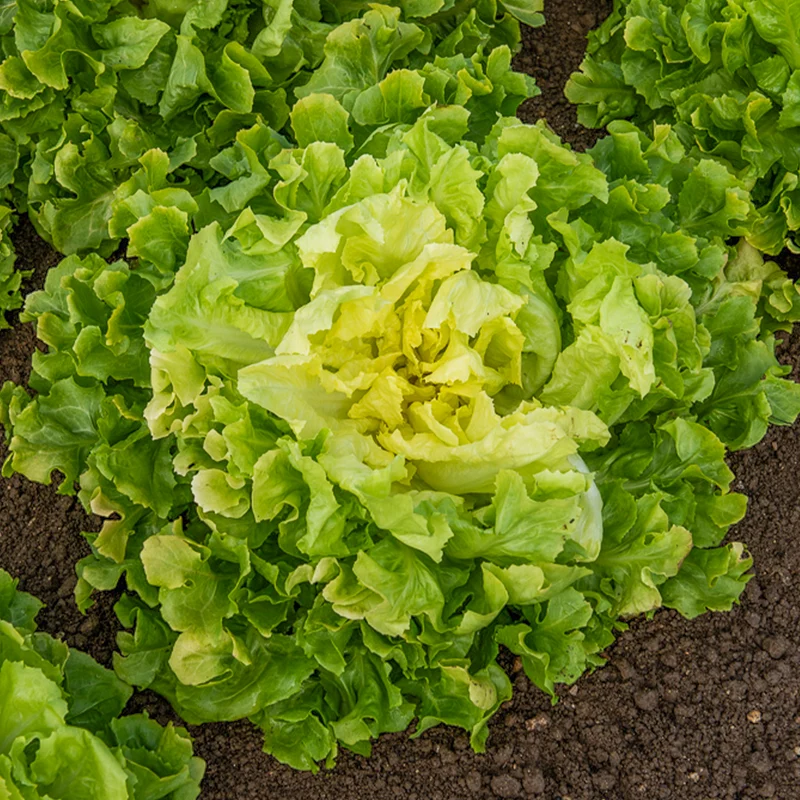Chicorée scarole Blonde à coeur plein Bio