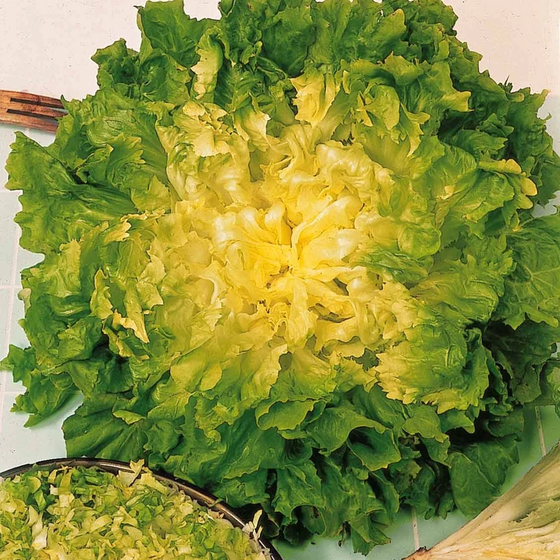 Chicorée scarole Blonde à coeur plein Bio