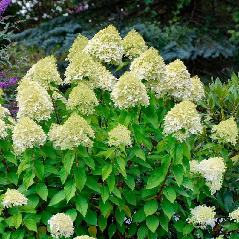 Hortensia paniculé Silver Dollar
