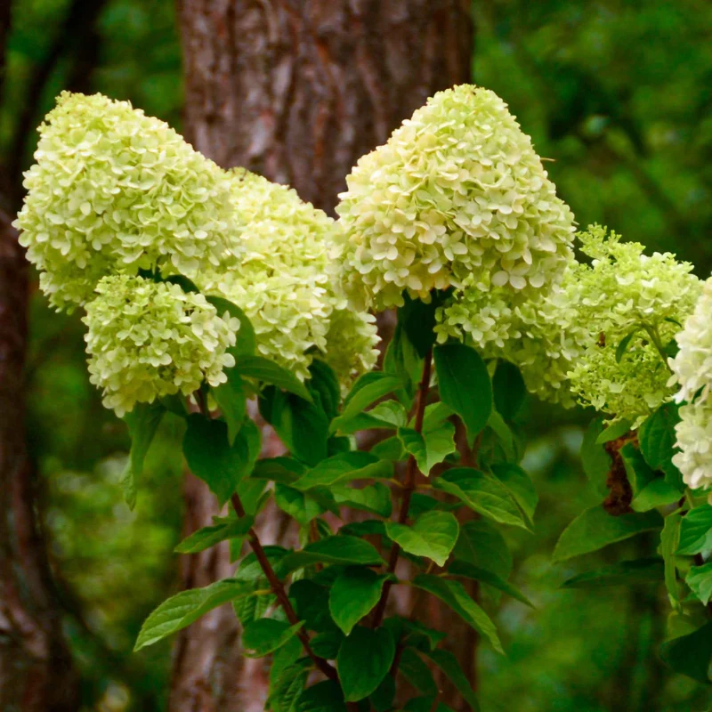 Hortensia paniculé Silver Dollar