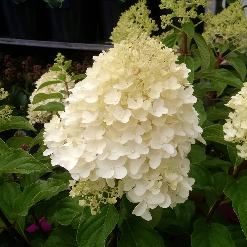 Hortensia paniculé Silver Dollar
