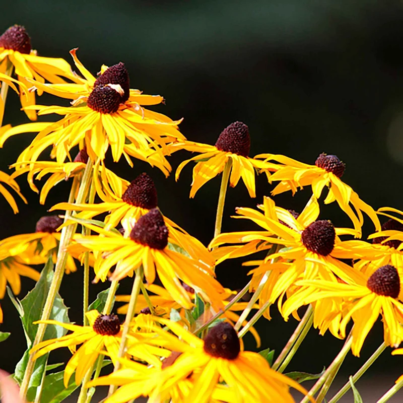 Rudbeckia Goldsturm