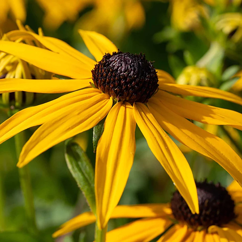 Rudbeckia Goldsturm