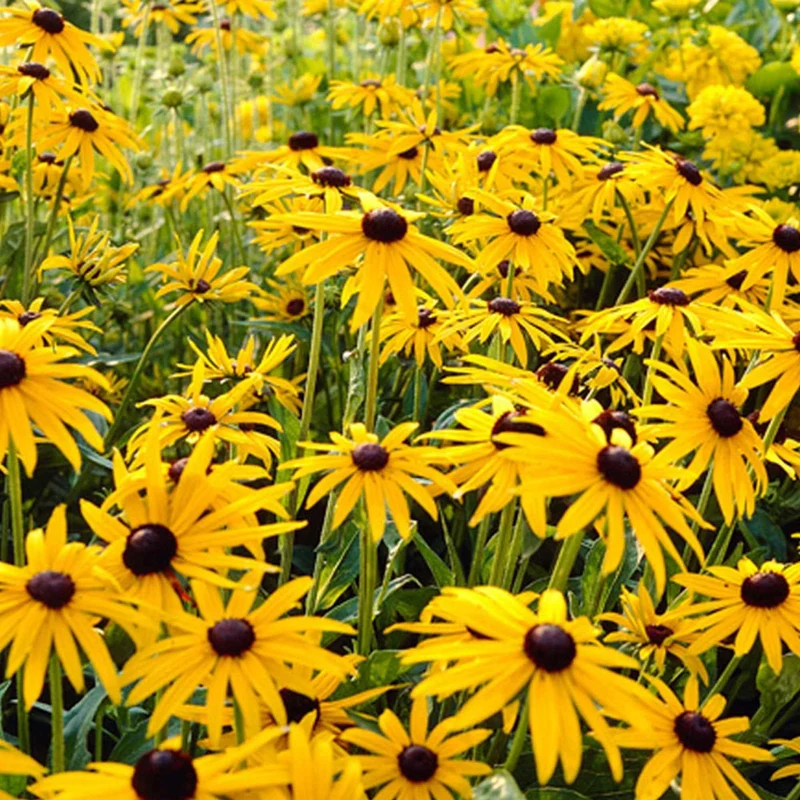 Rudbeckia Goldsturm