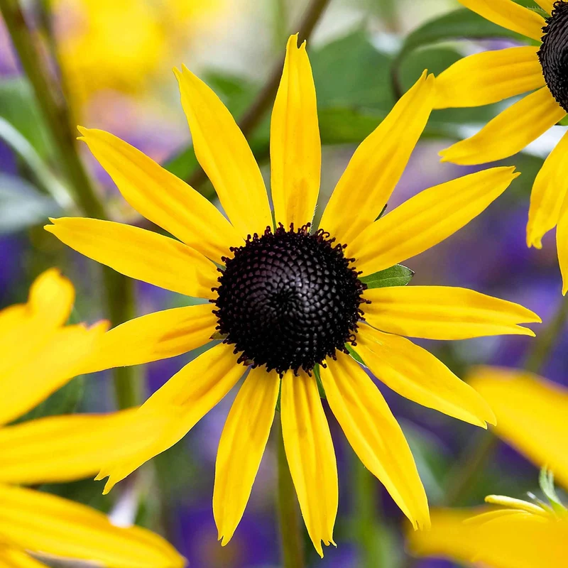 Rudbeckia Goldsturm