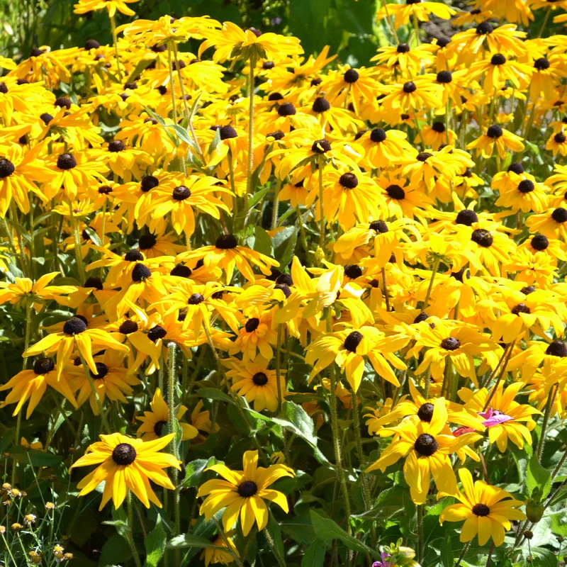 Rudbeckia Goldsturm
