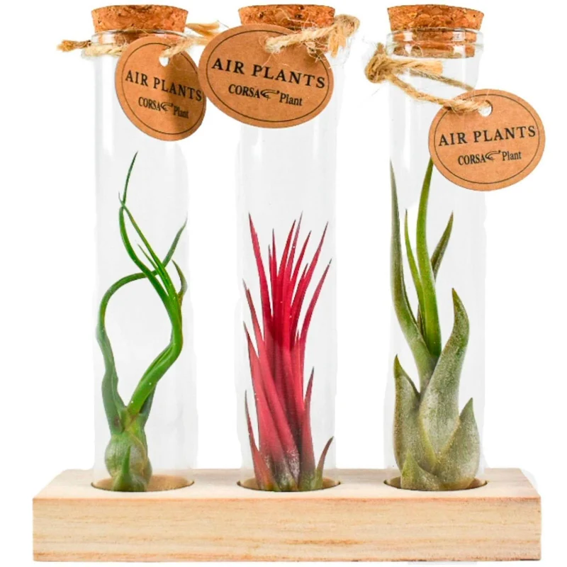 Collection de Tillandsias avec tubes en verre