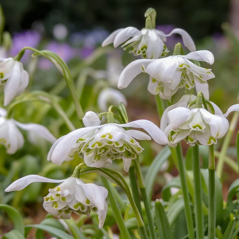 10 Perce-neige double