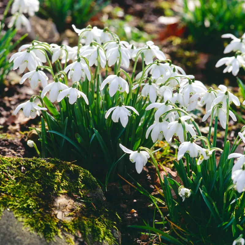 10 Perce-neige double