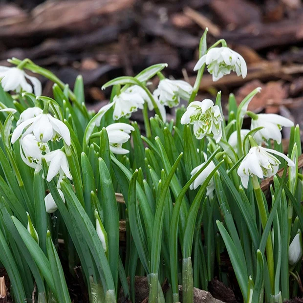 10 Perce-neige double