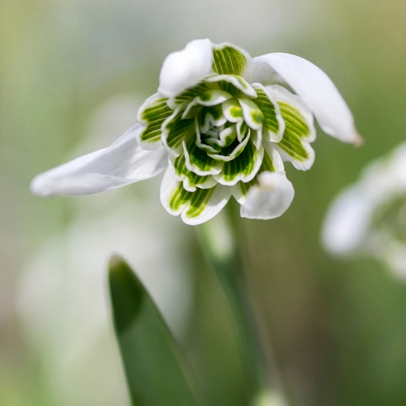 10 Perce-neige double