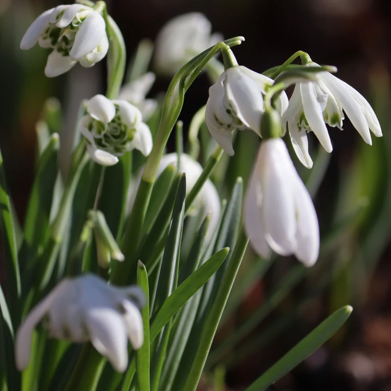 10 Perce-neige double