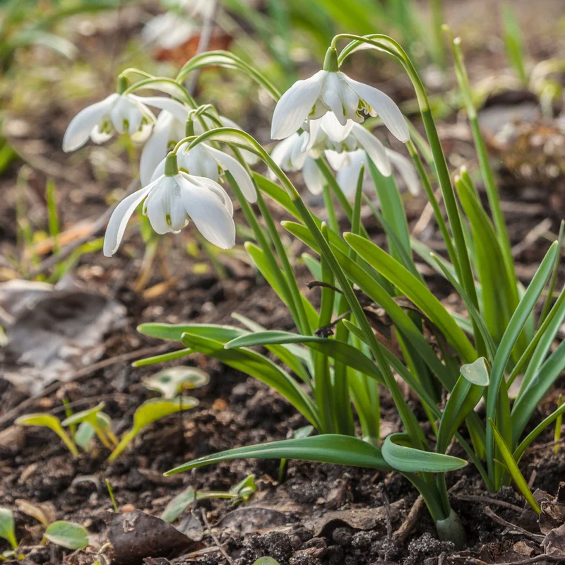 10 Perce-neige double