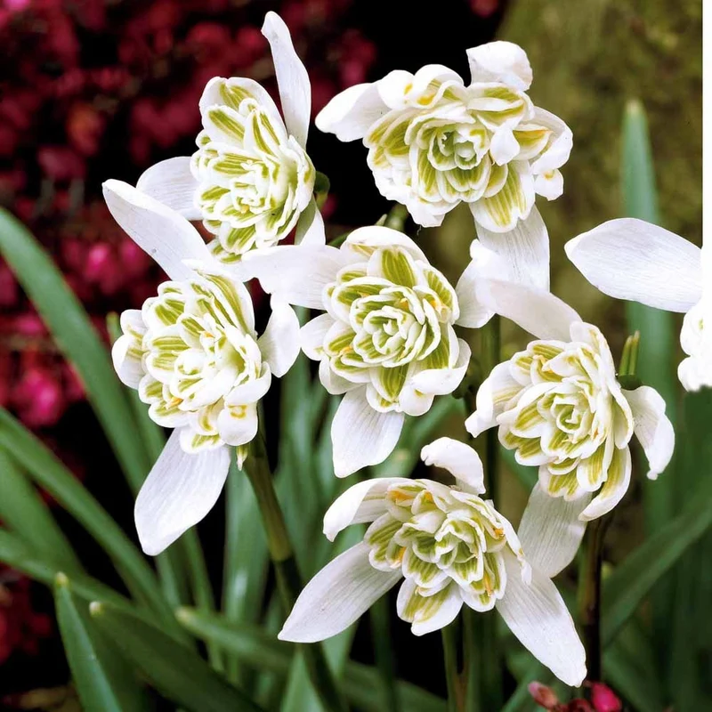 10 Perce-neige double