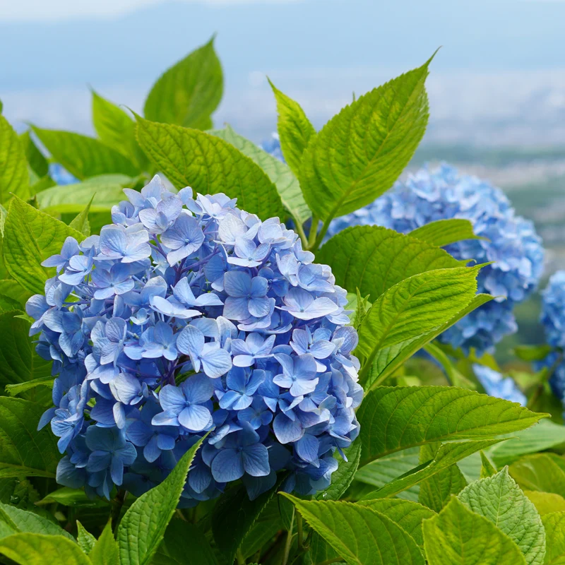 Hortensia bleu