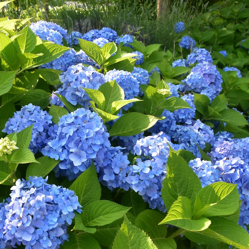 Hortensia bleu