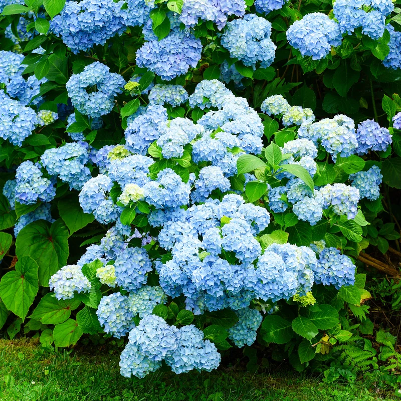 Hortensia bleu